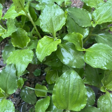 竹结菜鸭跖草