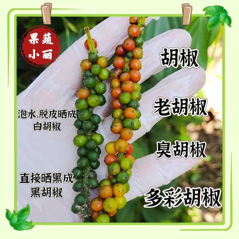 白胡椒，黑胡椒原来的样子。自己动手泡水洗干净晾晒。