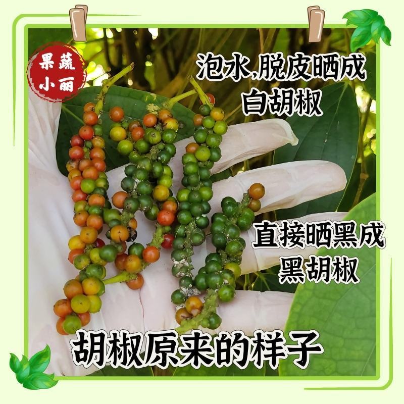 白胡椒，黑胡椒原来的样子。自己动手泡水洗干净晾晒。
