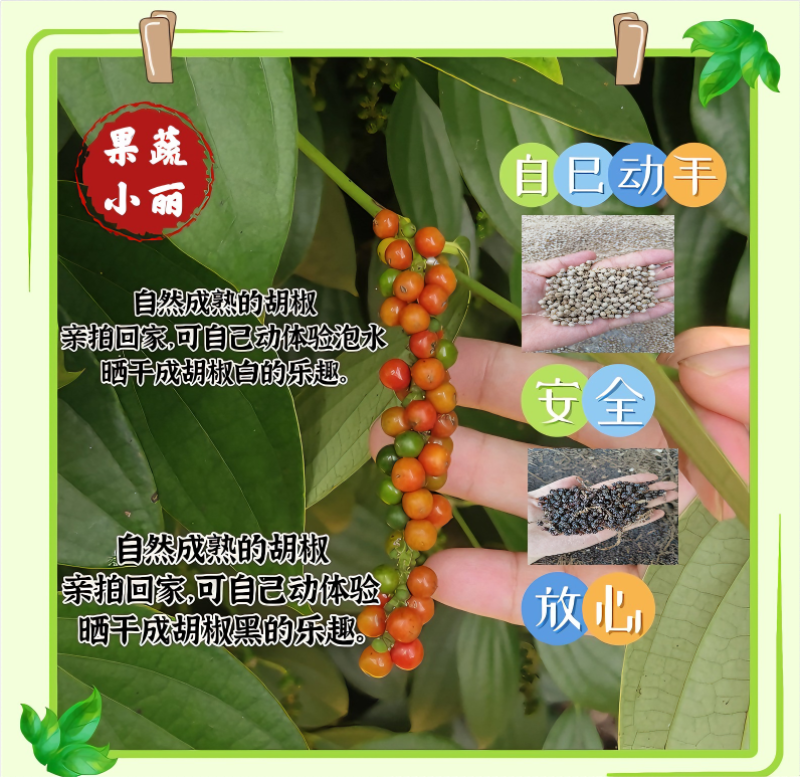白胡椒，黑胡椒原来的样子。自己动手泡水洗干净晾晒。