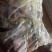 东北梅花鹿鹿肉量大从优质量保证欢迎咨询下单