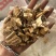 芦根苇根肉厚正品芦根小芦根过筛货现货货漂亮