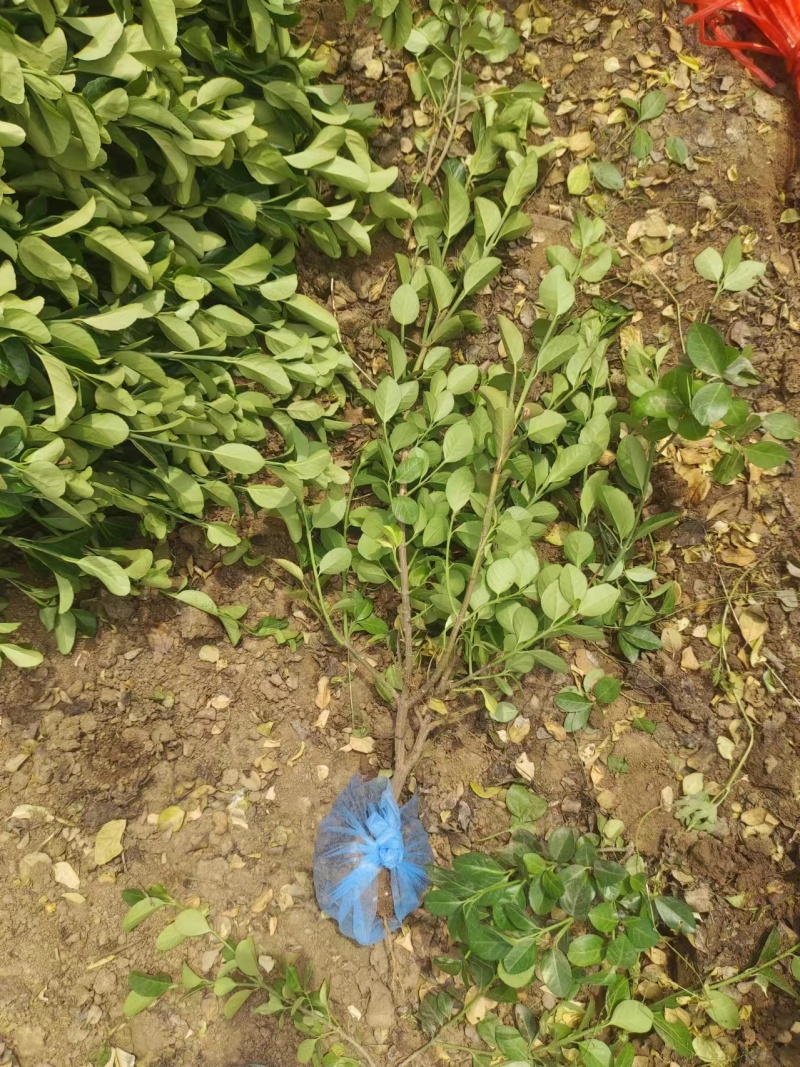 胶东卫矛，产地直销，高度均匀，色泽鲜艳，冠幅饱满，欢迎购