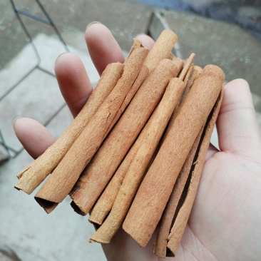 广西无硫桂皮，优质桂皮，烟桂，烟仔桂，产地直供
