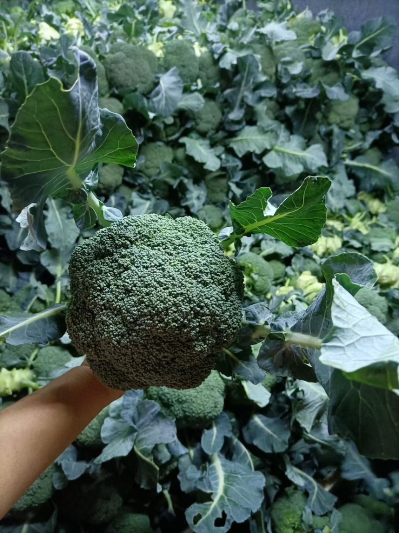 云南西兰花出口货精品西兰花