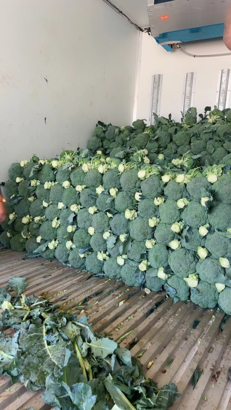 云南西兰花出口货精品西兰花