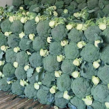 云南西兰花出口货精品西兰花
