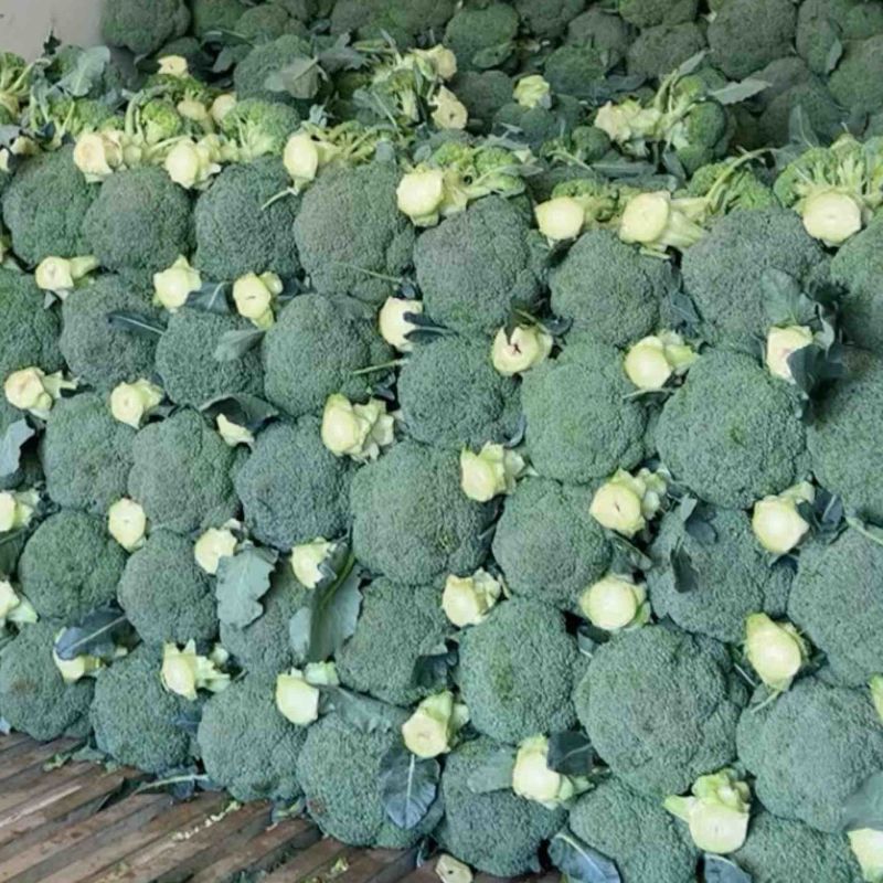 云南西兰花出口货精品西兰花