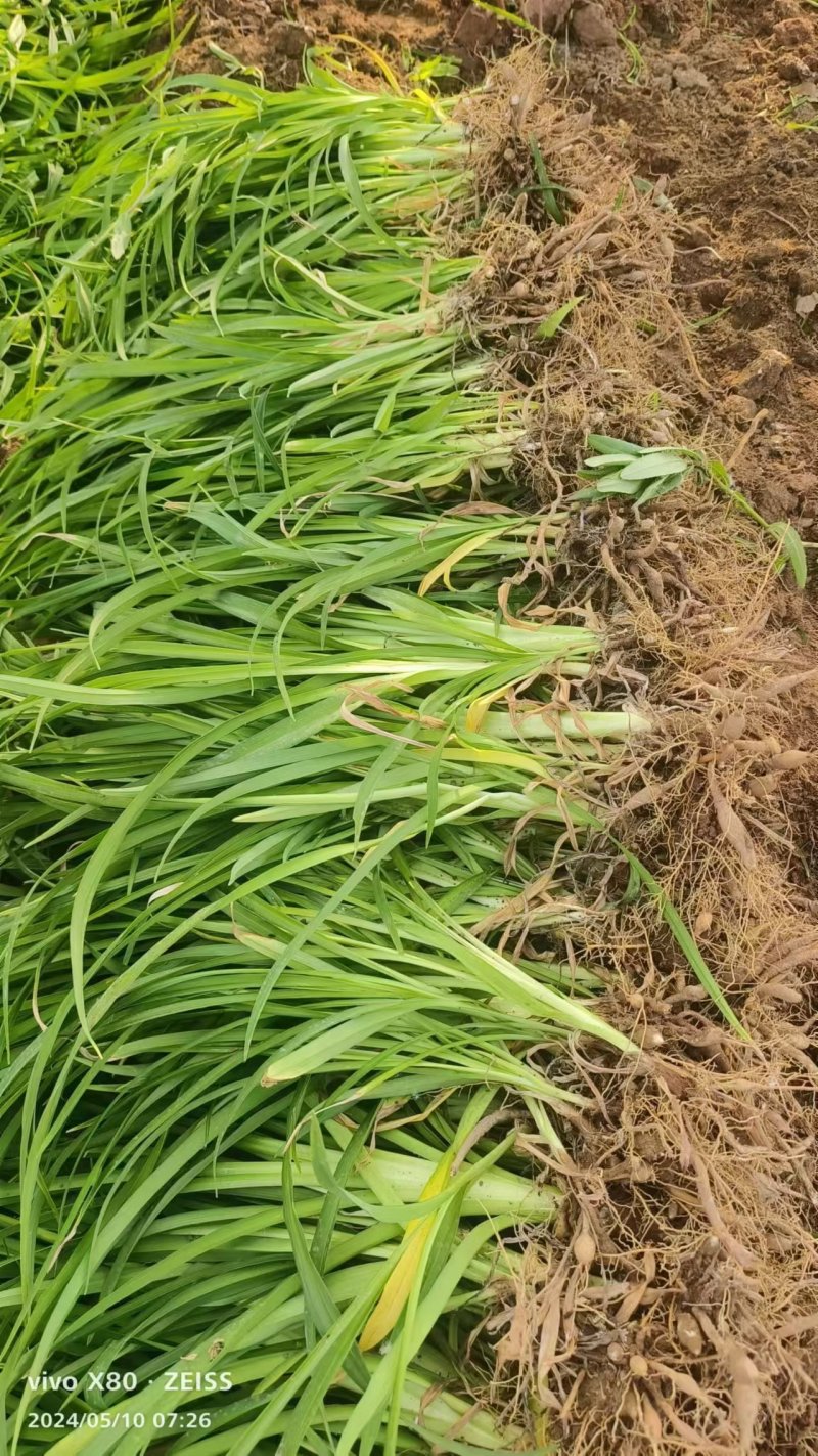大花萱草，产地直销，根系发达，苗子粗壮，色泽鲜艳欢迎采购