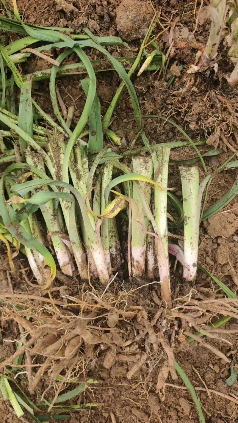 大花萱草，产地直销，根系发达，苗子粗壮，色泽鲜艳欢迎采购