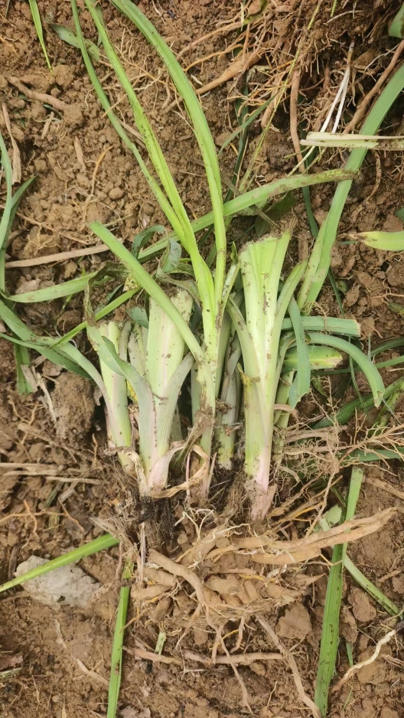 大花萱草，产地直销，根系发达，苗子粗壮，色泽鲜艳欢迎采购