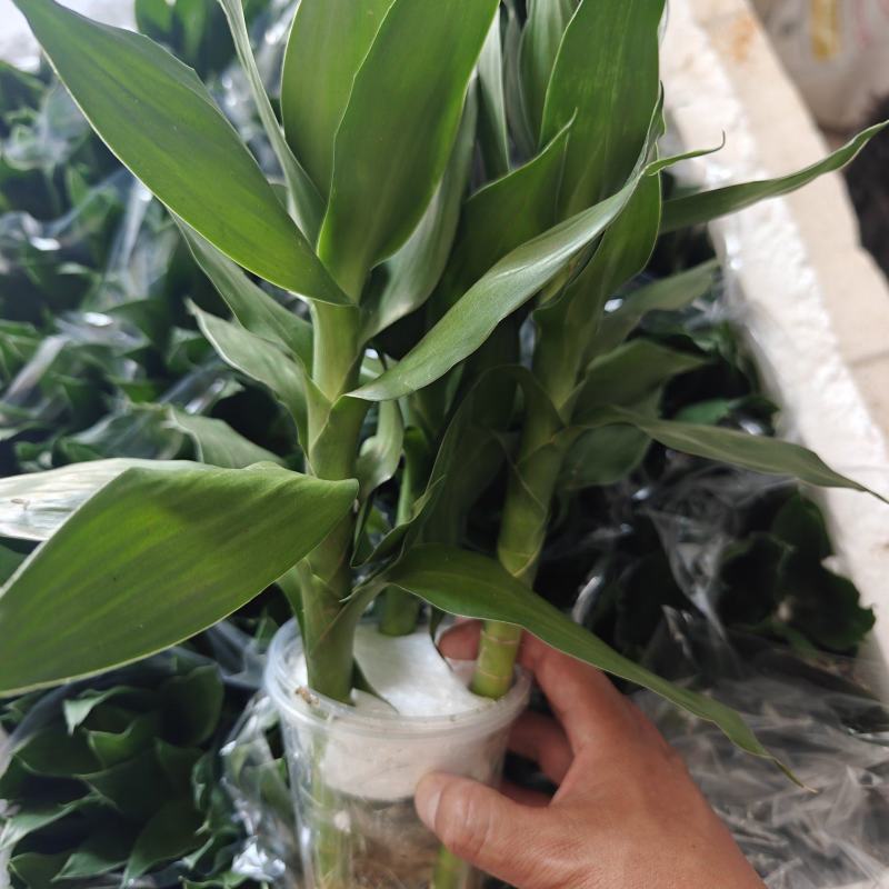 荷花竹水培净化空气室内植物水养办公室观音竹客厅花卉