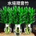 荷花竹水培净化空气室内植物水养办公室观音竹客厅花卉