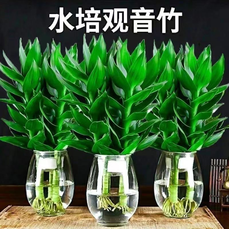 荷花竹水培净化空气室内植物水养办公室观音竹客厅花卉