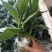 荷花竹水培净化空气室内植物水养办公室观音竹客厅花卉