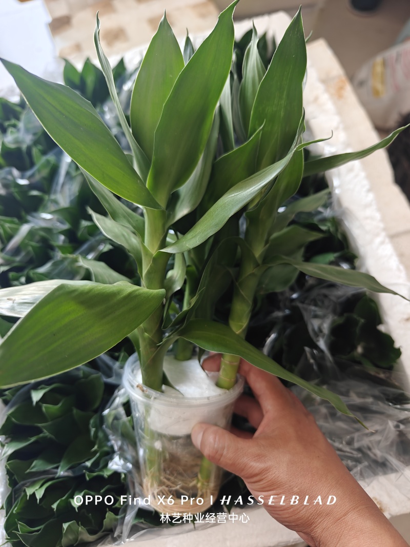 荷花竹水培净化空气室内植物水养办公室观音竹客厅花卉
