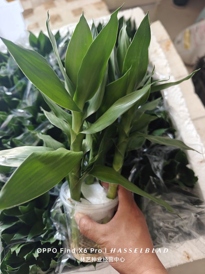 荷花竹水培净化空气室内植物水养办公室观音竹客厅花卉