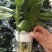 荷花竹水培净化空气室内植物水养办公室观音竹客厅花卉