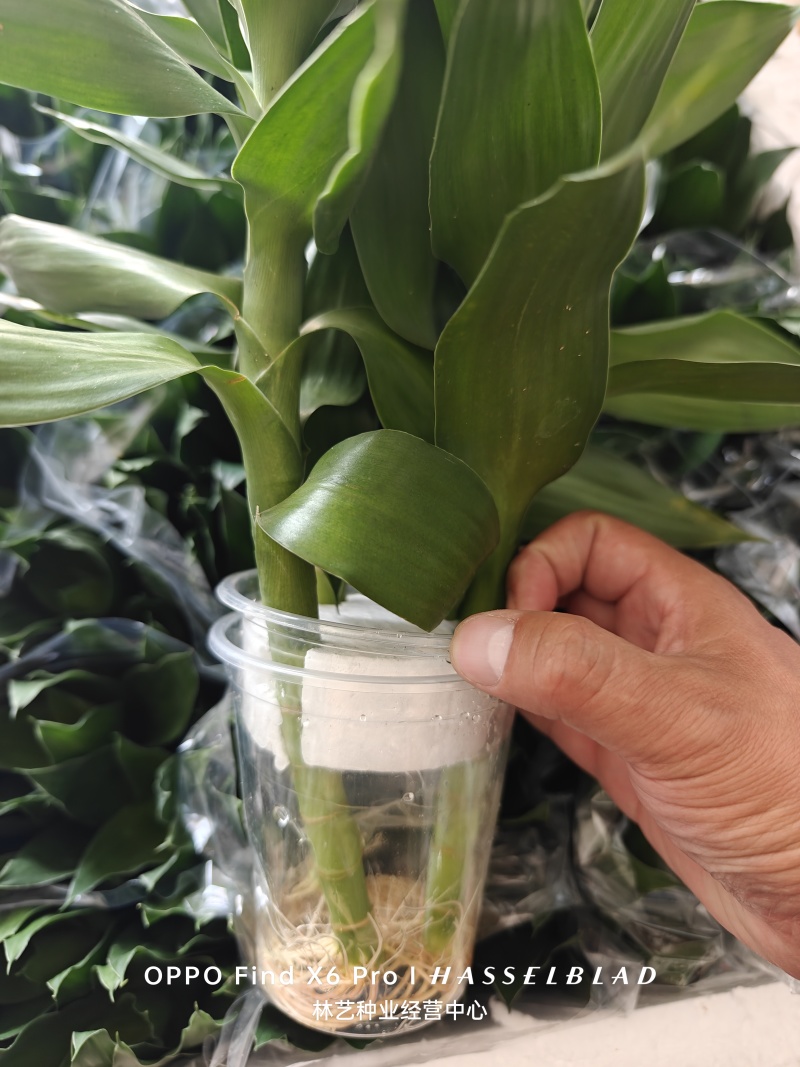 荷花竹水培净化空气室内植物水养办公室观音竹客厅花卉