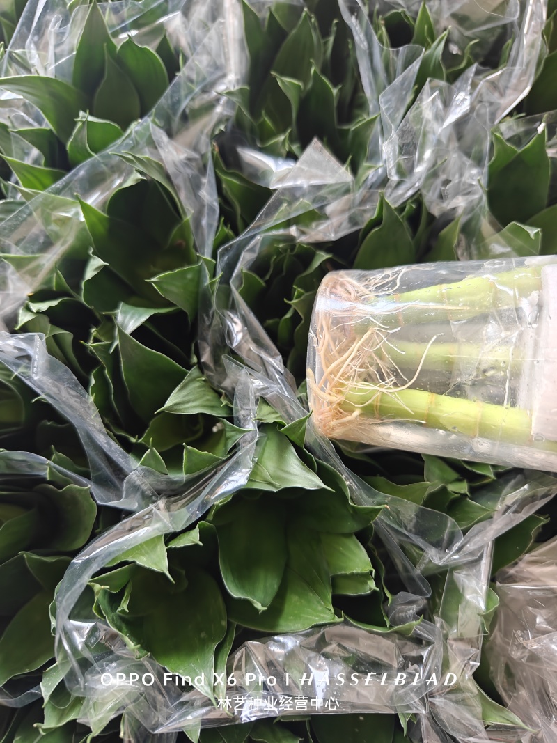 荷花竹水培净化空气室内植物水养办公室观音竹客厅花卉