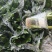 荷花竹水培净化空气室内植物水养办公室观音竹客厅花卉