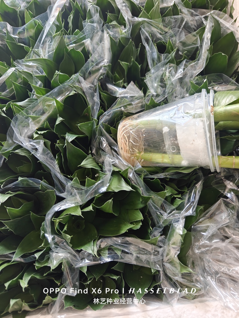 荷花竹水培净化空气室内植物水养办公室观音竹客厅花卉