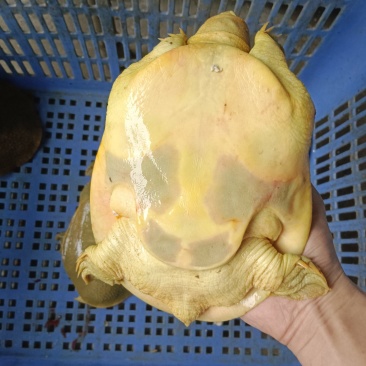 黄沙鳖公甲鱼，4年纯外塘养殖，好品质，吃鱼虾长大