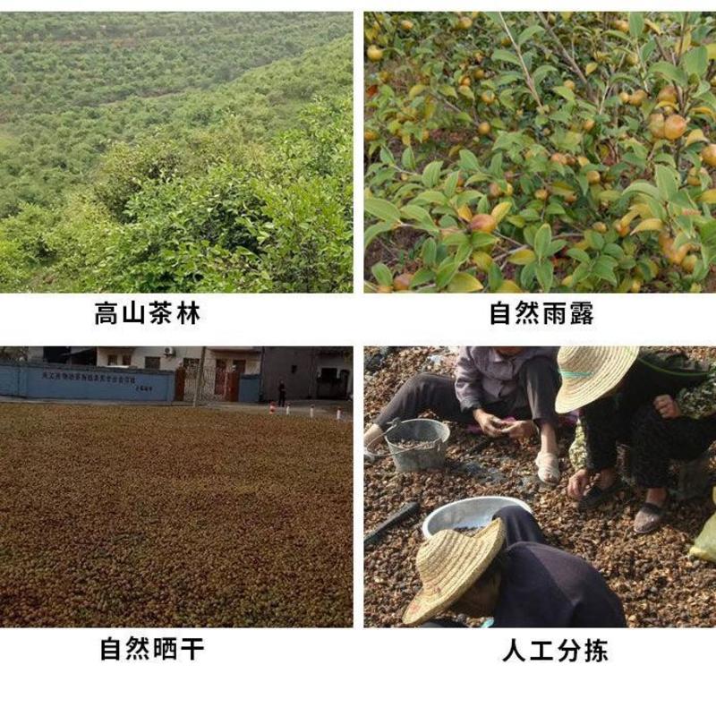 【优选】精品油茶籽大量供应产地批发保质保量自然晾