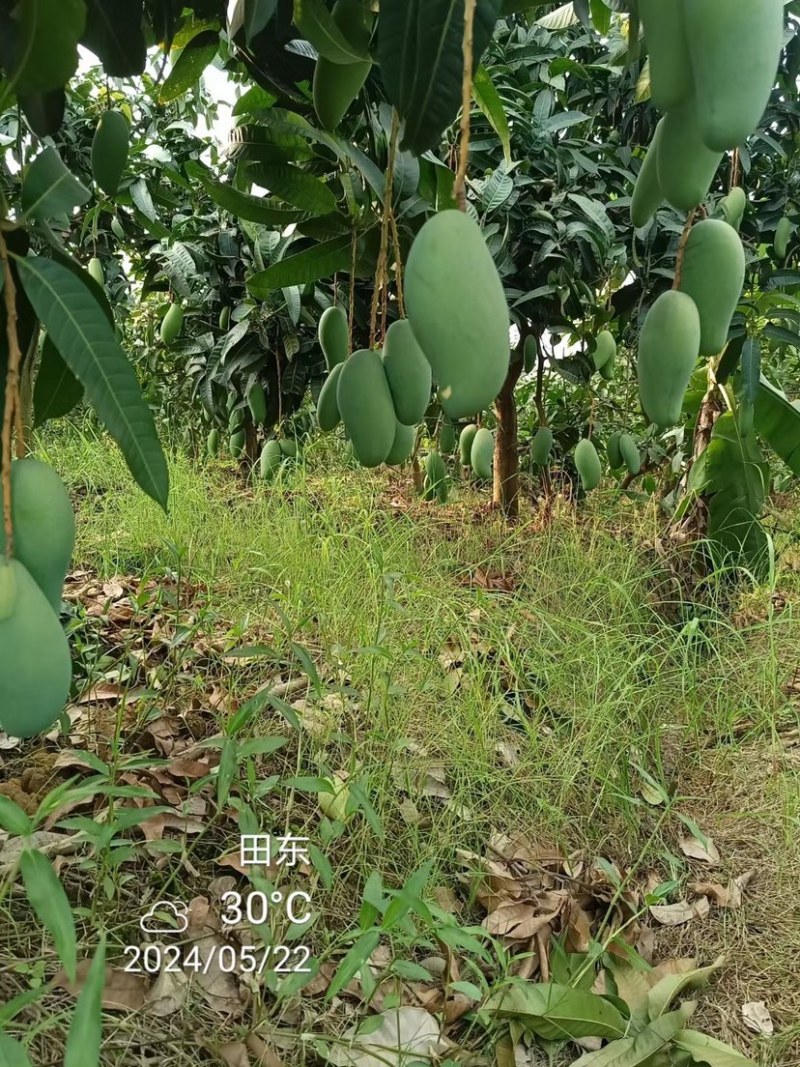 百色金煌