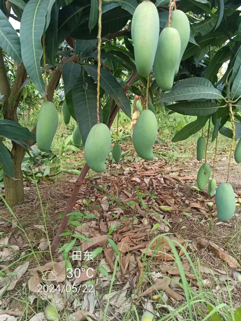 百色金煌