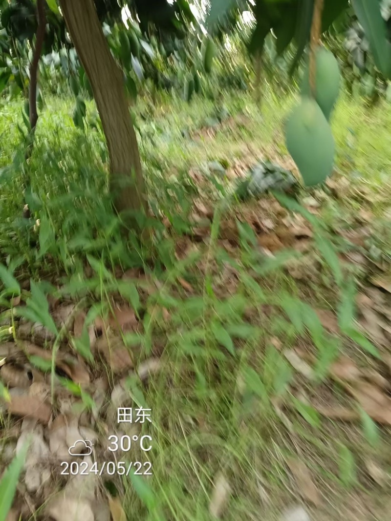 百色金煌