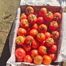 西红柿大量上市、支持剪把子、质量保证，欢迎来电洽谈合作
