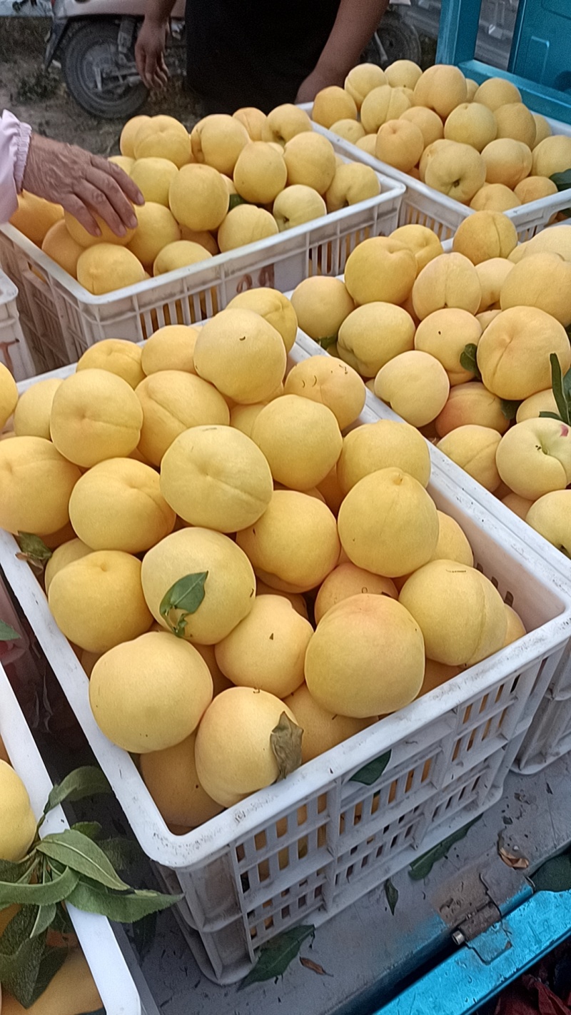 徐州丰县大沙河百果园，主营纸袋优质黄桃，水蜜桃，油桃，
