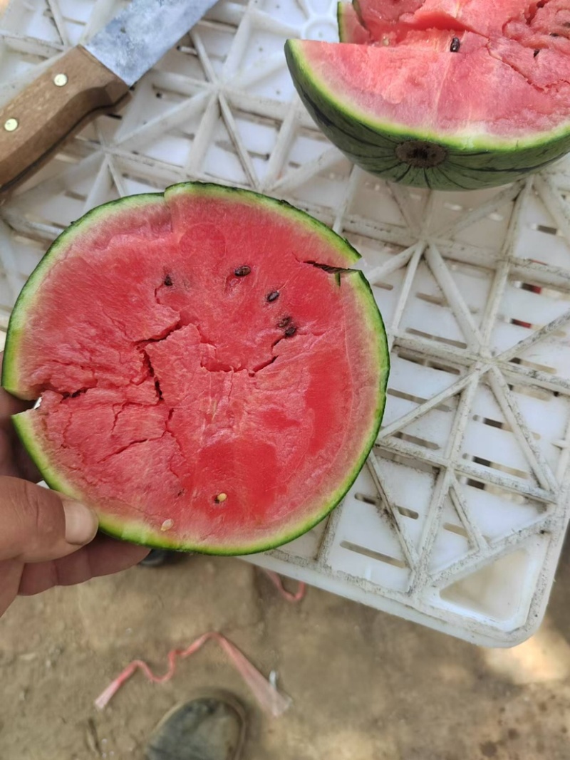 西瓜珍珠红西瓜万亩种植基地请各地老板前来选购