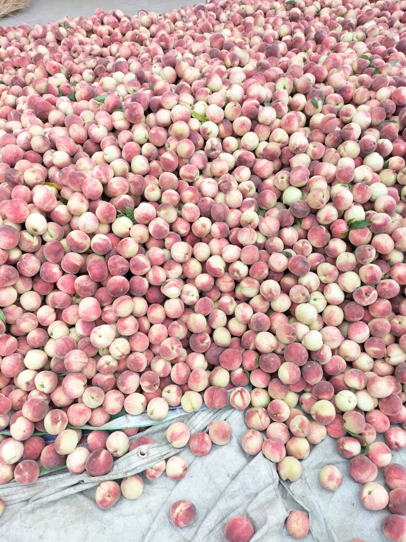 城固毛桃大量成熟上市。有红不软，突围，夏红，霸王脆等品种