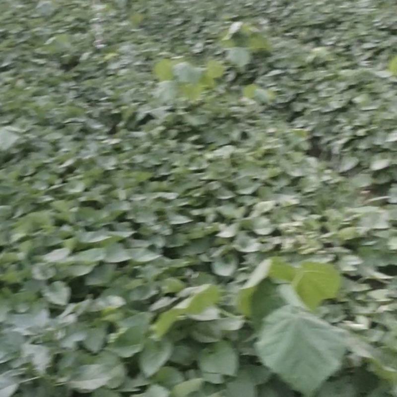红薯梗