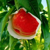 四川桃子，春雪，早熟桃子大量上市中，口感脆甜，颜色火红。