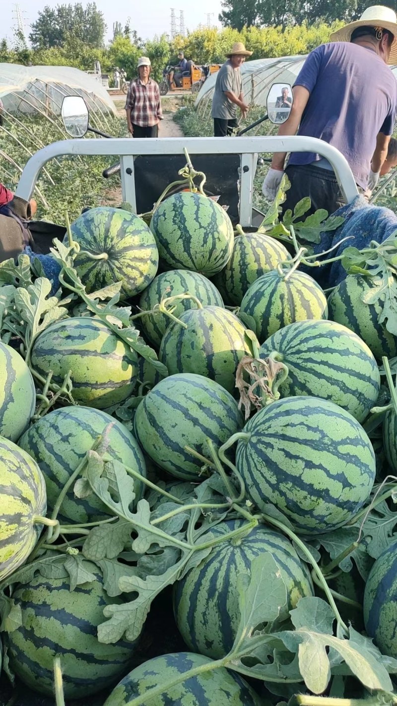 优质无籽美都西瓜大量上市，皮薄，大红嚷，一手货源代发全国