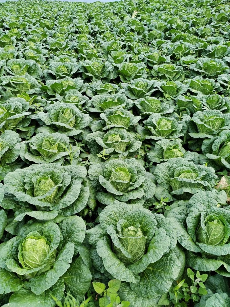 《精选》黄心大白菜，湖北白菜，基地现货批发，价格便宜
