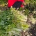 四川芹菜二黄芹黄芹春不老芹菜空心芹菜