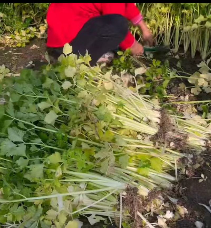 四川芹菜二黄芹黄芹春不老芹菜空心芹菜