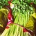 四川芹菜二黄芹黄芹春不老芹菜空心芹菜