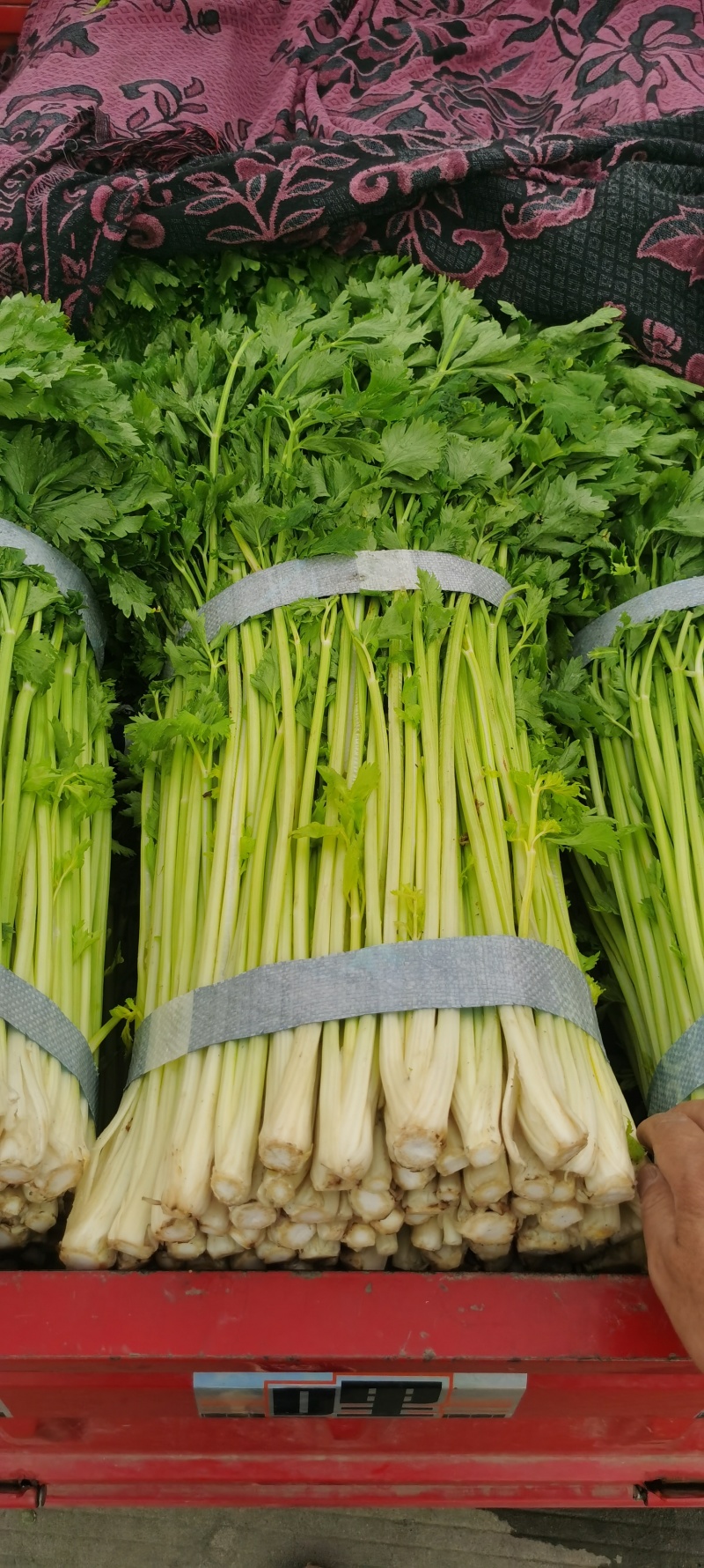 四川芹菜二黄芹黄芹春不老芹菜空心芹菜