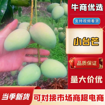 【精品】广东大小台芒大量上市，规格齐全，欢迎采购！