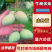 【精品】广东大小台芒大量上市，规格齐全，欢迎采购！