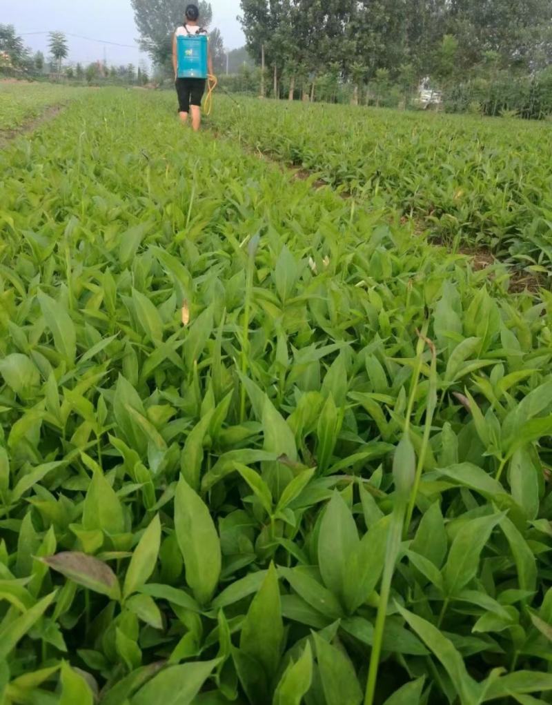 半夏种球半夏种子提供技术指导批发零售支持一件代发