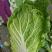 《黄心白菜》湖北白菜黄心大白菜基地直发全国发货