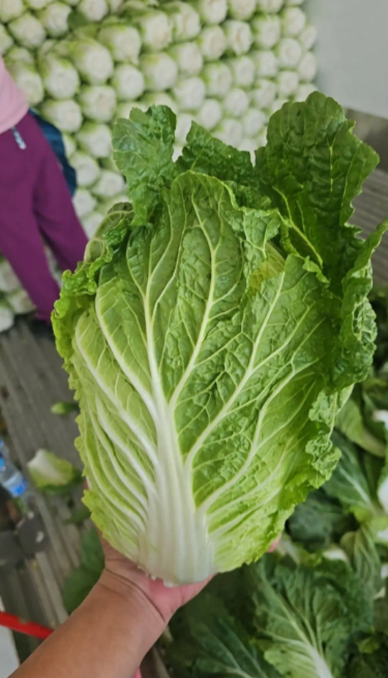 《黄心白菜》湖北白菜黄心大白菜基地直发全国发货