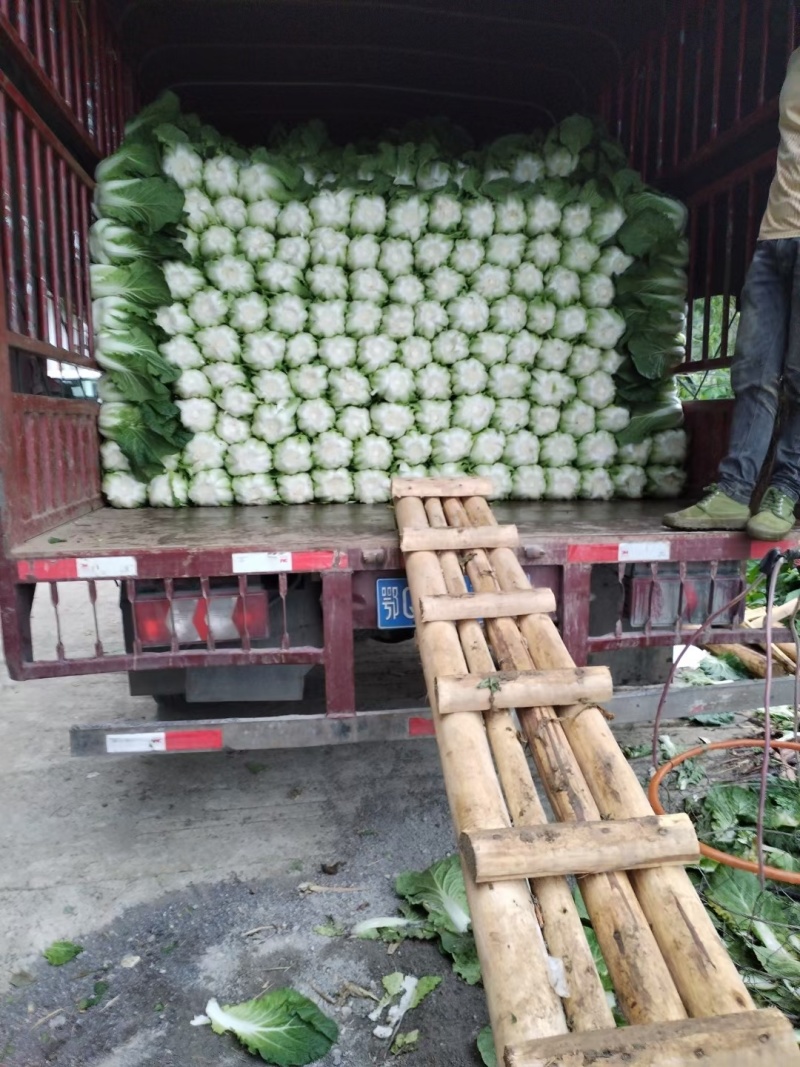 《黄心白菜》湖北白菜黄心大白菜基地直发全国发货