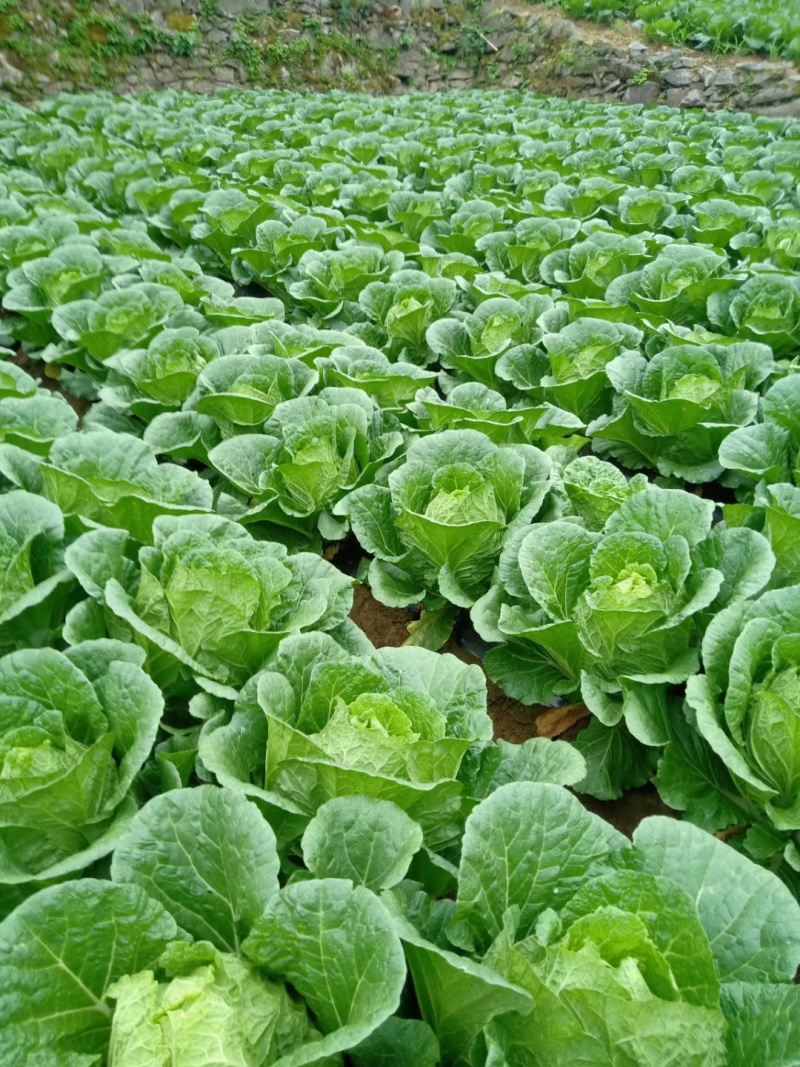《黄心白菜》湖北白菜黄心大白菜基地直发全国发货